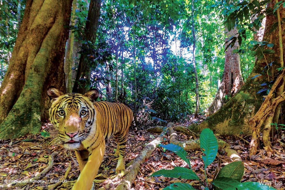 Views: Bringing back the roar: A decade of tiger conservation lessons