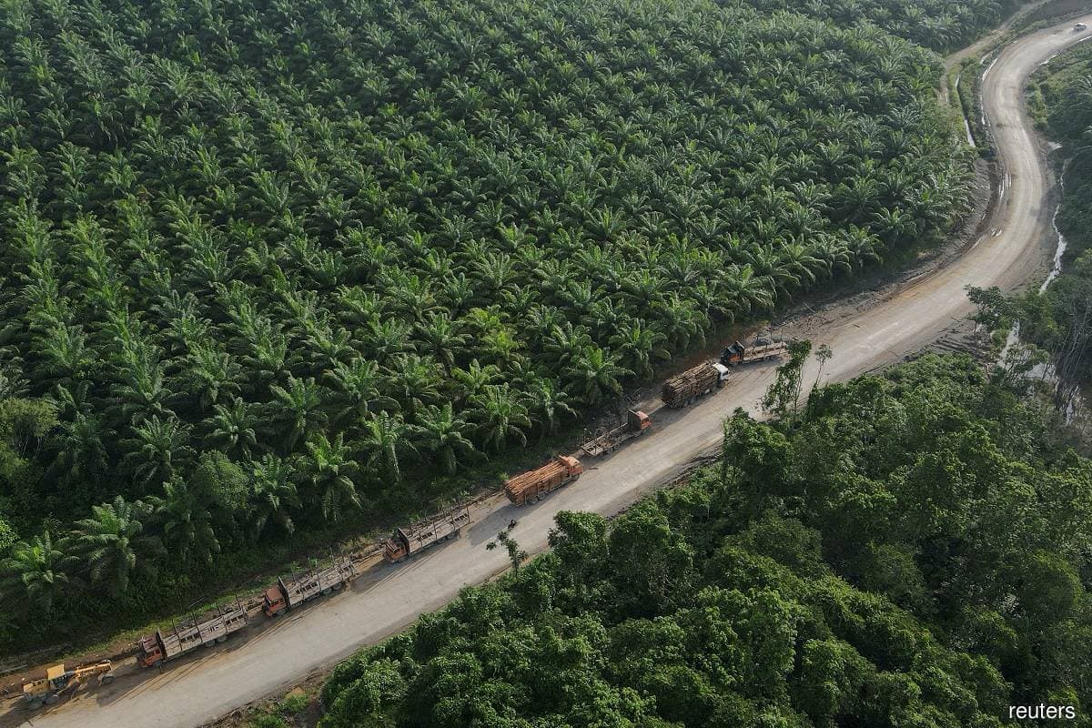 200000 ha of palm plantations to be made forests